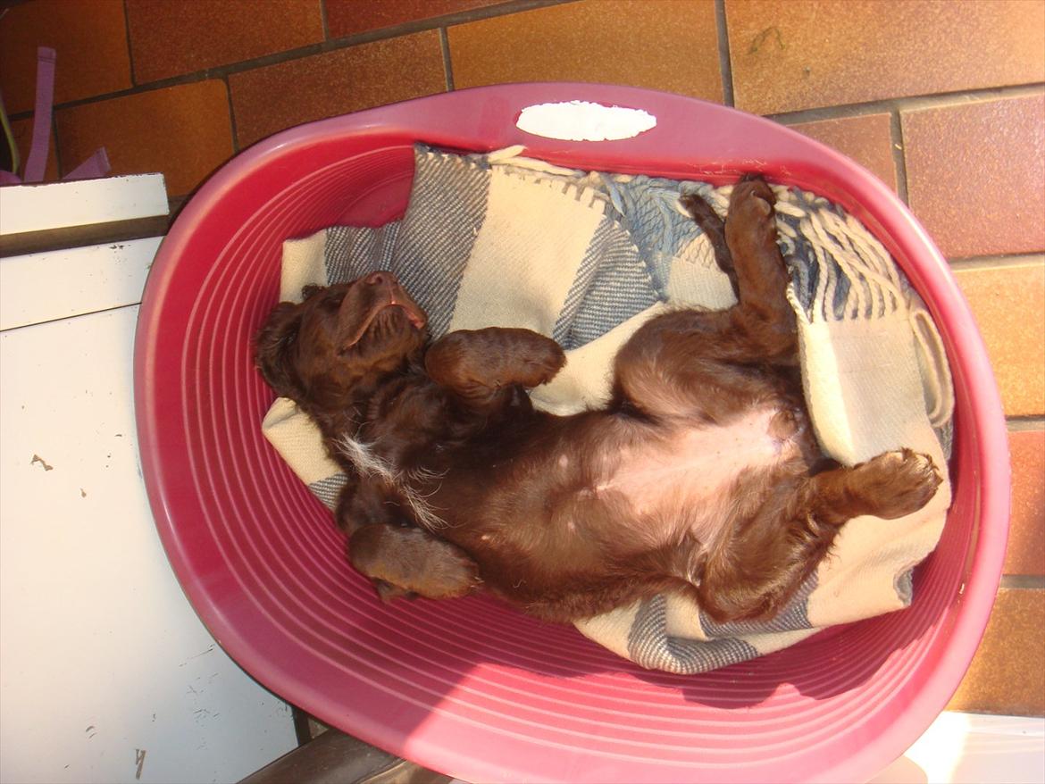 Tysk wachtelhund Raika vom Heidewald billede 1