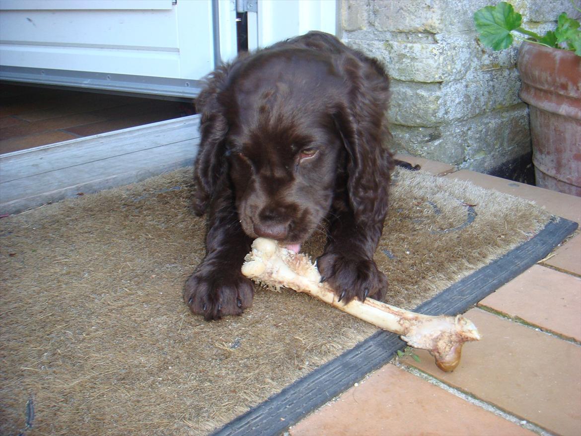 Tysk wachtelhund Raika vom Heidewald billede 2