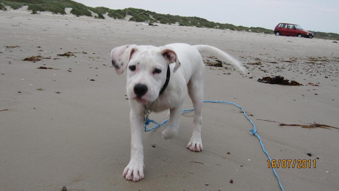 Blanding af racer Freja - Freja på den første strandtur billede 1