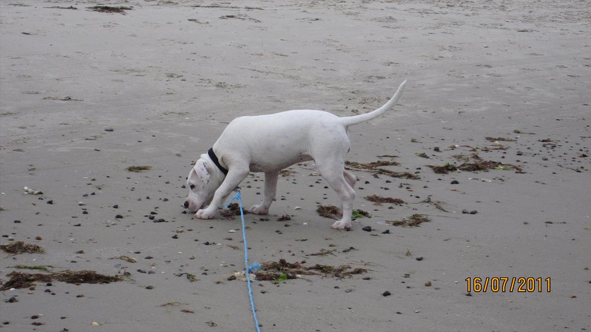 Blanding af racer Freja - Hmm. hvad mon det er?? billede 2