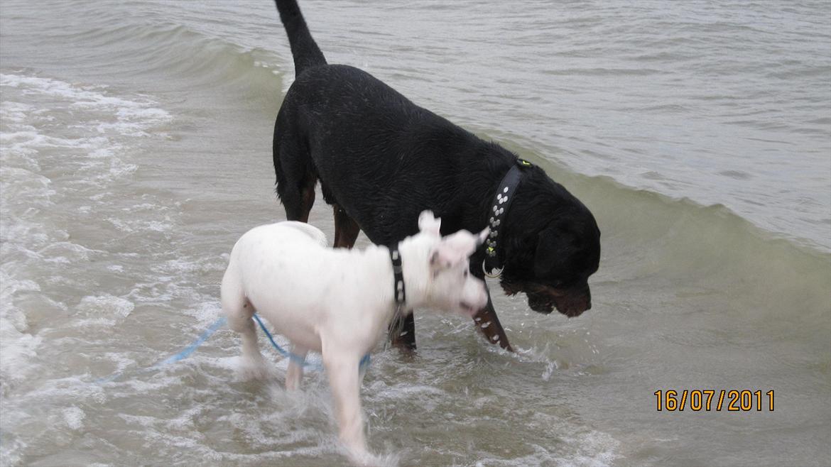 Blanding af racer Freja - Freja turde ikke lige at gå ud i vandet, men Thais skulle nok lige ordne de bølger. billede 3