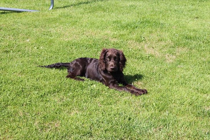 Tysk wachtelhund Raika vom Heidewald billede 3