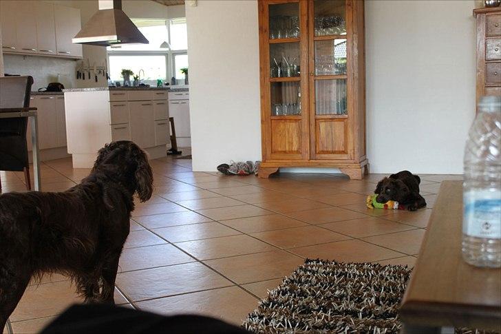 Tysk wachtelhund Raika vom Heidewald billede 4