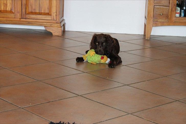 Tysk wachtelhund Raika vom Heidewald billede 5