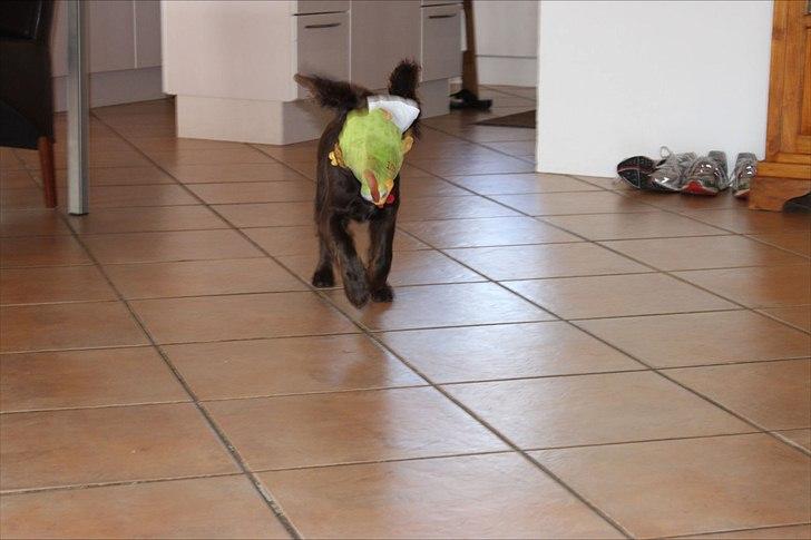 Tysk wachtelhund Raika vom Heidewald billede 6