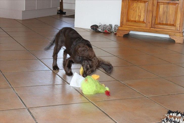 Tysk wachtelhund Raika vom Heidewald billede 7