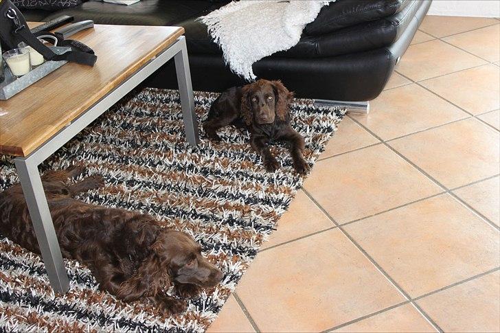 Tysk wachtelhund Raika vom Heidewald billede 8