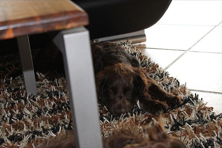 Tysk wachtelhund Raika vom Heidewald billede 9