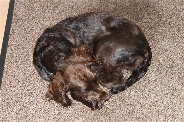 Tysk wachtelhund Raika vom Heidewald billede 10