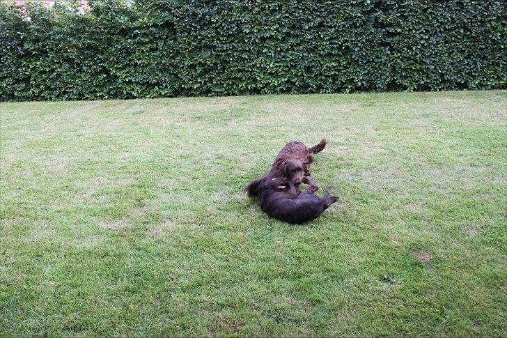 Tysk wachtelhund Raika vom Heidewald - leg med bedste vennen Tessie billede 11