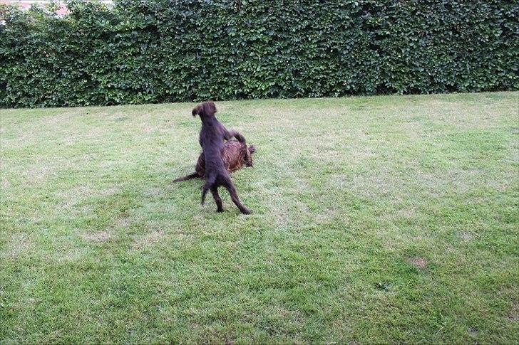 Tysk wachtelhund Raika vom Heidewald - leg med tessie billede 12