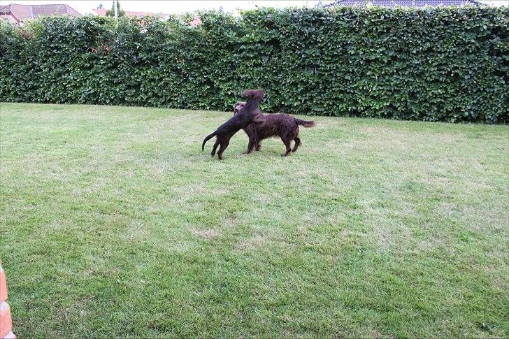 Tysk wachtelhund Raika vom Heidewald billede 13