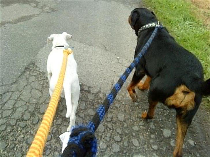 Blanding af racer Freja - På luftetur billede 4