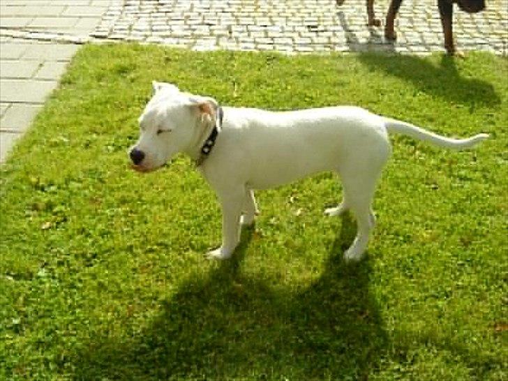 Blanding af racer Freja - Jeg er slet ikke ude på ballade billede 5