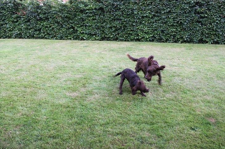 Tysk wachtelhund Raika vom Heidewald billede 14