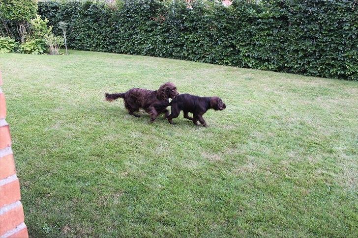 Tysk wachtelhund Raika vom Heidewald billede 15