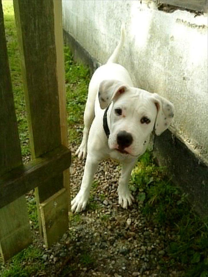 Blanding af racer Freja - Skal jeg snyde eller hva`?? billede 6