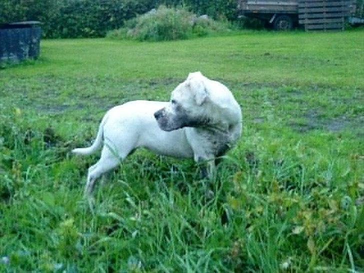 Blanding af racer Freja - Miig, hvem hvad hvor, jeg har da ikke lavet noget..  billede 7