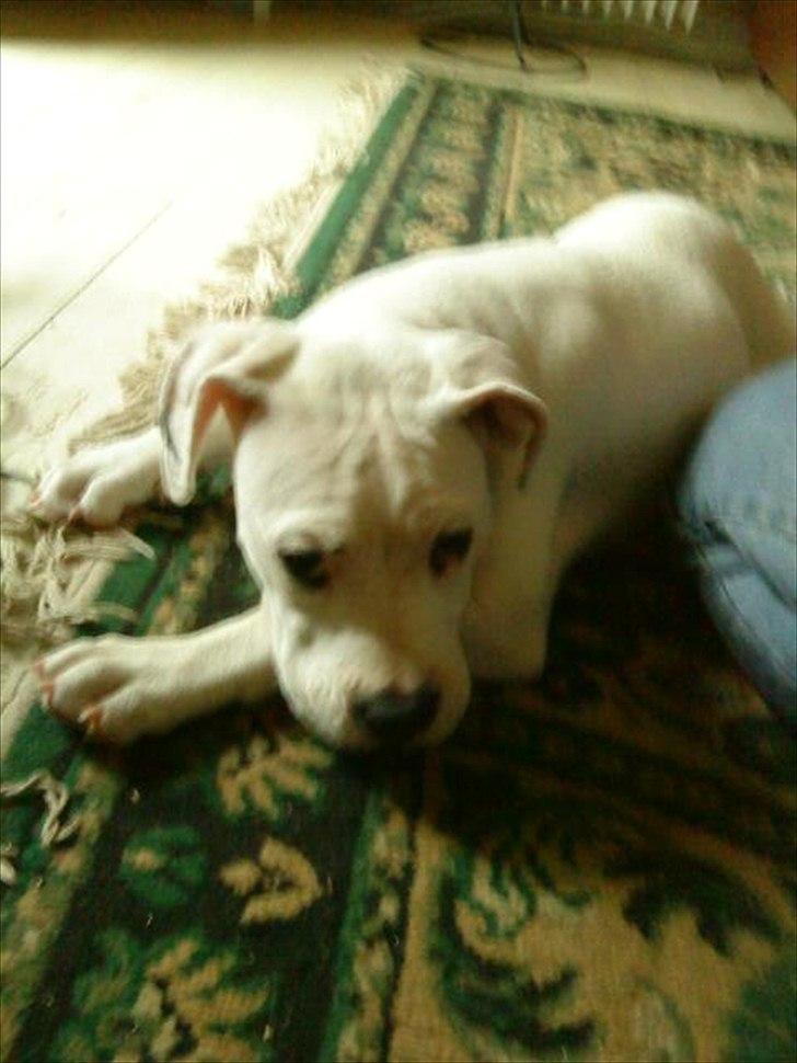 Blanding af racer Freja - arrrhhhh jeg bliver altså træt nu billede 8