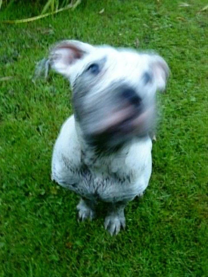 Blanding af racer Freja - Oookkay, jeg har været ved at grave med snuden så.. 
Hun er lynhurtig til at kigge væk igen.. billede 9