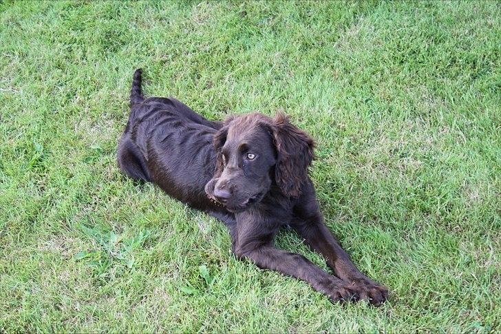 Tysk wachtelhund Raika vom Heidewald billede 16