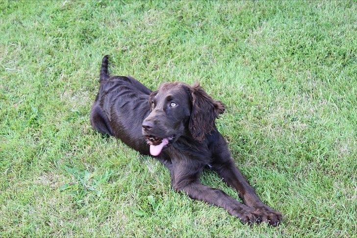 Tysk wachtelhund Raika vom Heidewald billede 17