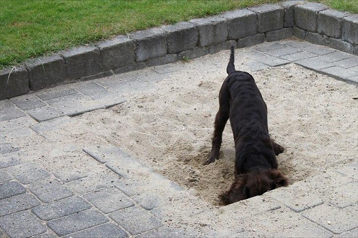 Tysk wachtelhund Raika vom Heidewald - leg i sandkassen :D billede 18