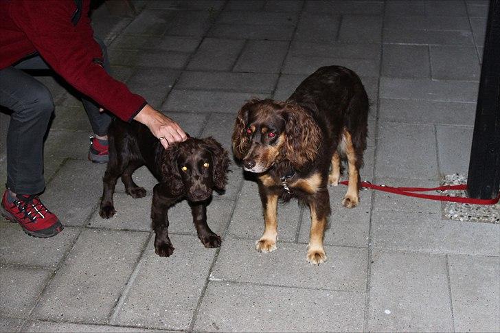 Tysk wachtelhund Raika vom Heidewald - Raika og mor billede 19