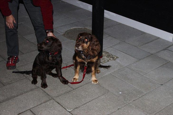 Tysk wachtelhund Raika vom Heidewald - de ligner faktis lidt hinanden.. billede 20