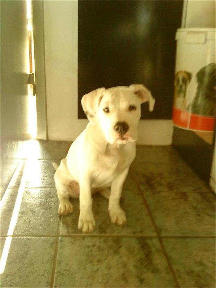 Blanding af racer Freja - En af de første gange hun ville sidde uden at skulle hen til mig billede 10