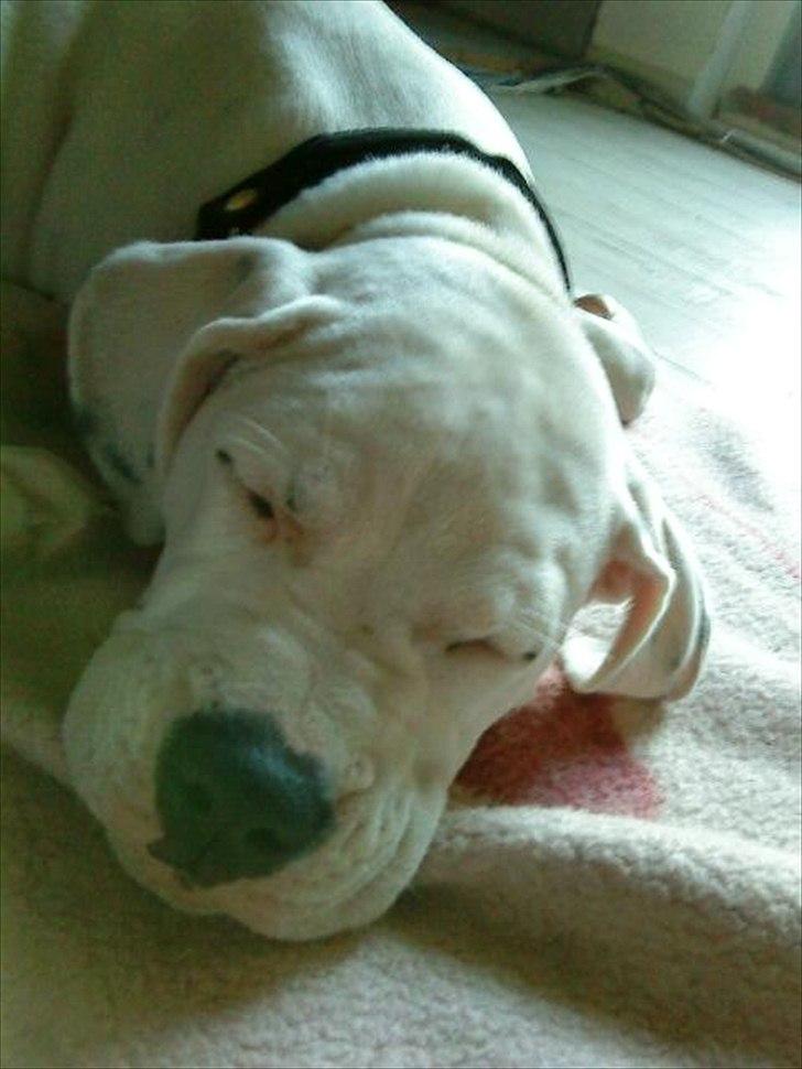 Blanding af racer Freja - Jeg er såååå træææææt billede 11