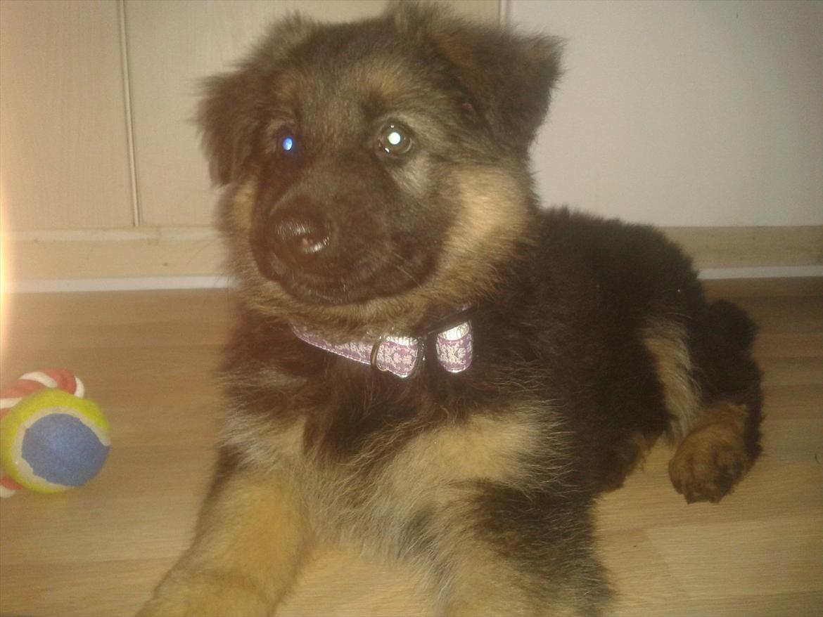 Schæferhund Balder billede 1