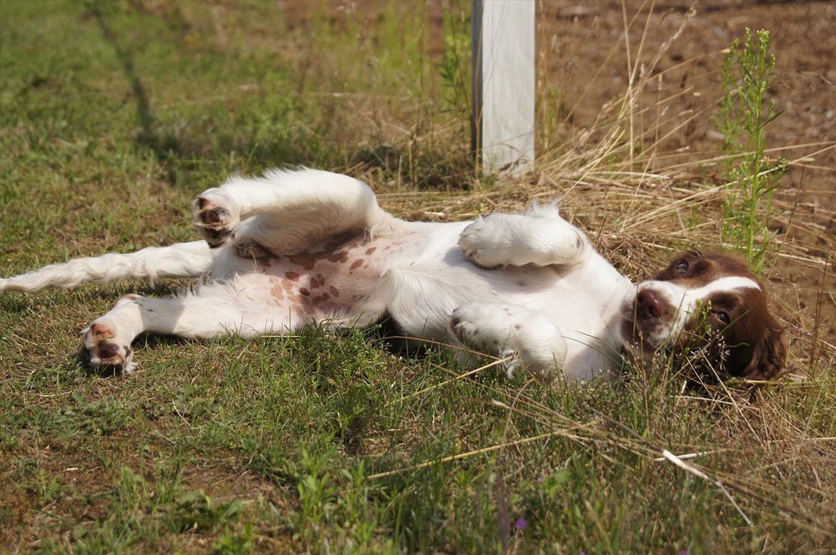 Engelsk springer spaniel Bina billede 3