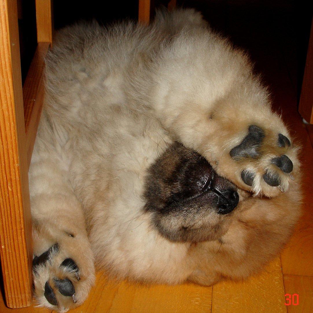 Chow chow Sikka / Rossy Spirit - Jeg sover ! billede 17