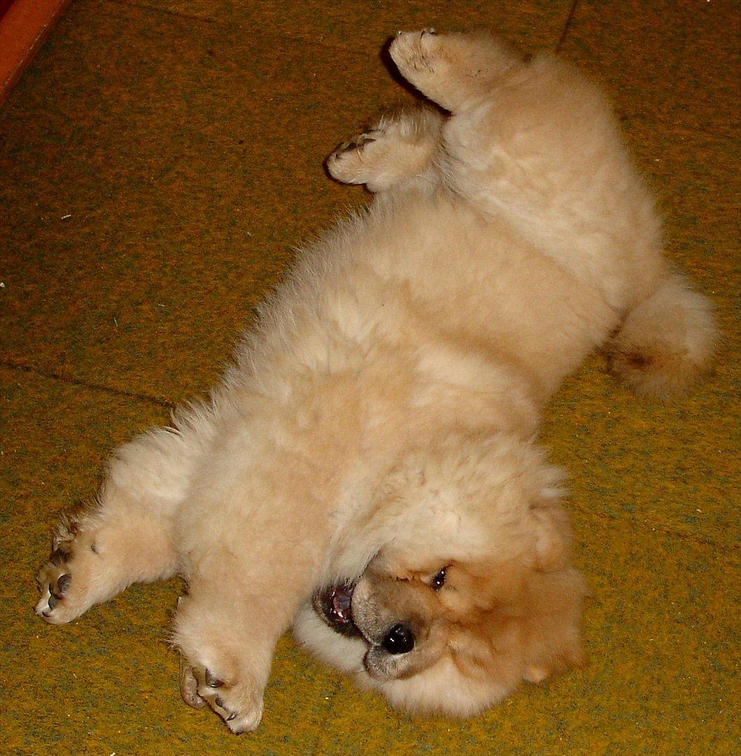 Chow chow Sikka / Rossy Spirit - Stræææk! - 08.02.06 billede 18