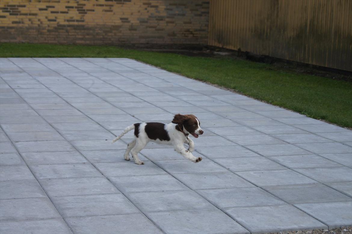 Engelsk springer spaniel Bina billede 4