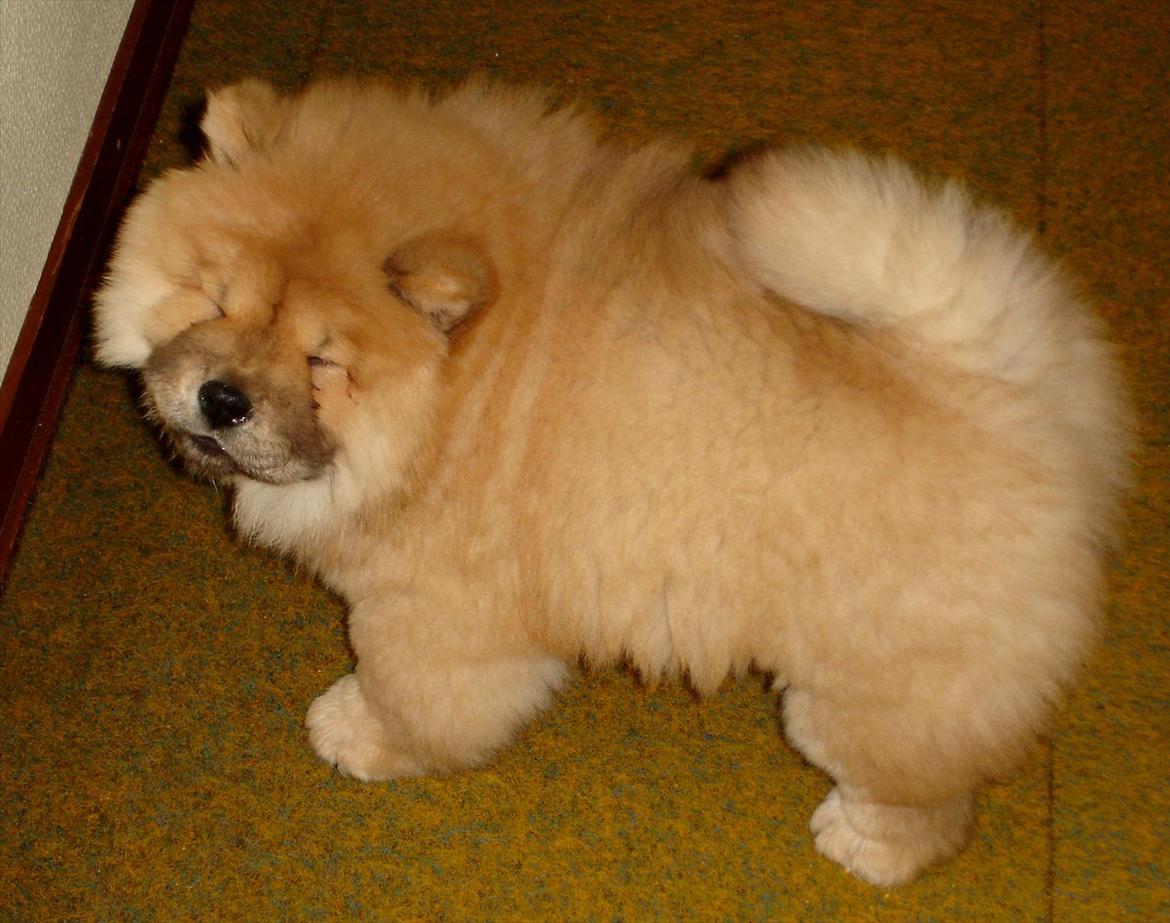 Chow chow Sikka / Rossy Spirit billede 19