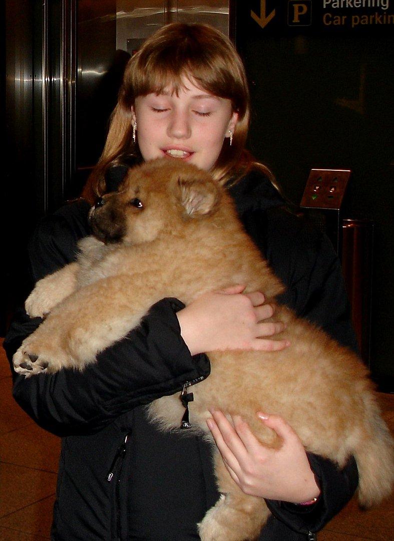 Chow chow Sikka / Rossy Spirit - Allerførste gang jeg havde hende i armene - 2006 ! <3 I Castrup lufthavn billede 20