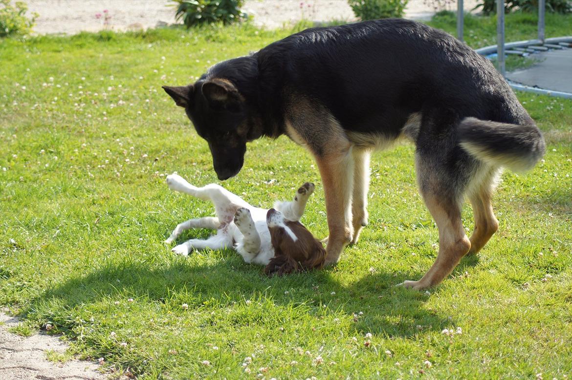 Engelsk springer spaniel Bina - hun elsker og lege med Balou:) billede 5