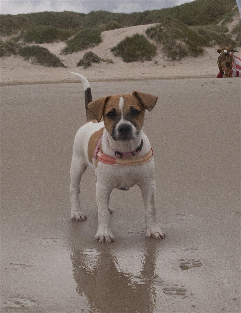 Blanding af racer Bianca - Bianca i Blokhus billede 12