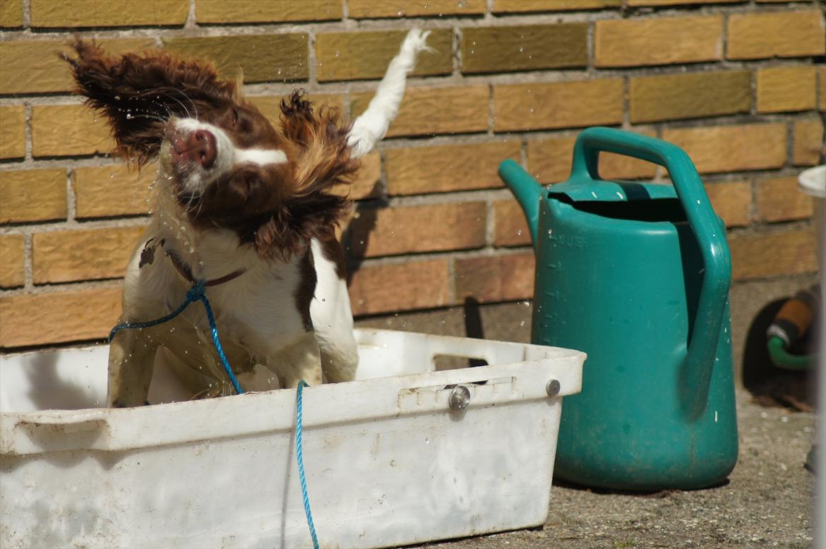 Engelsk springer spaniel Bina billede 6