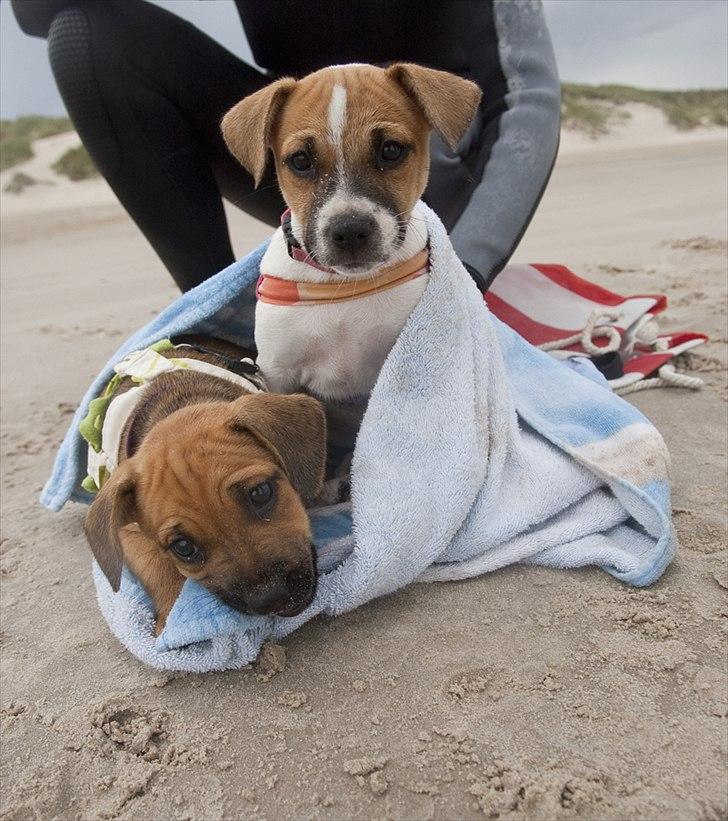 Blanding af racer Bianca - Bianca i Blokhus med søsteren Zelma :) billede 7