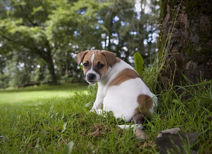 Blanding af racer Bianca billede 5