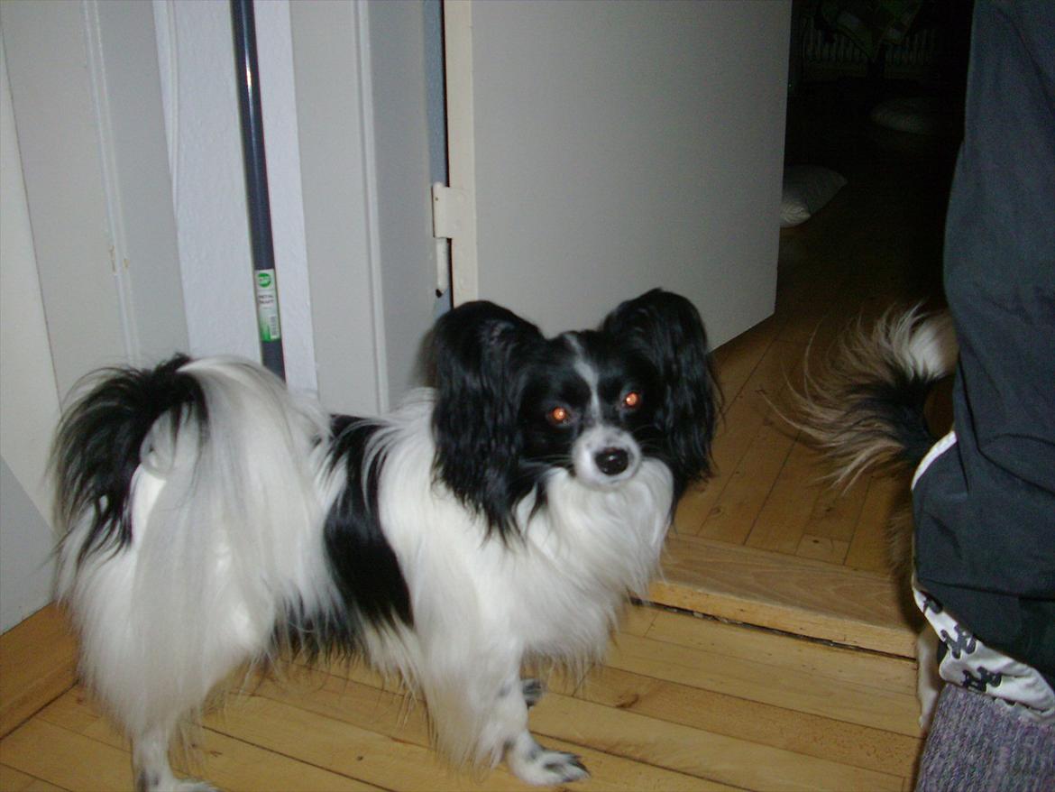 Papillon Balou *Bor Hos Veninde* billede 19