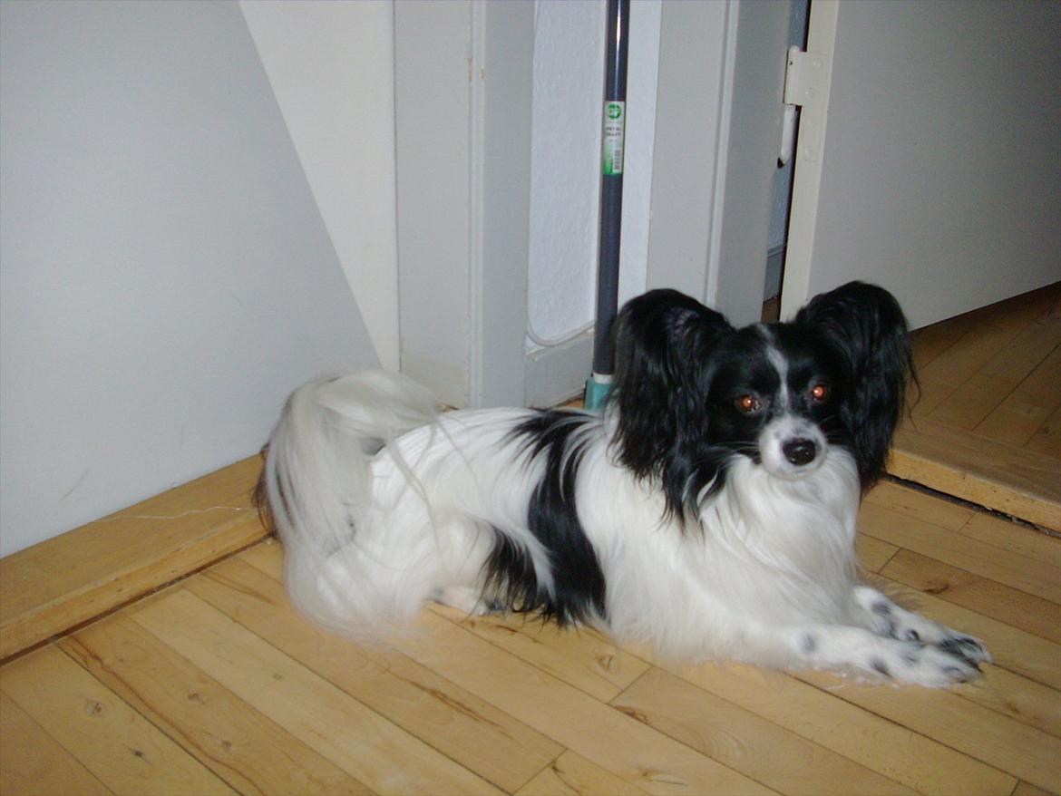 Papillon Balou *Bor Hos Veninde* billede 20