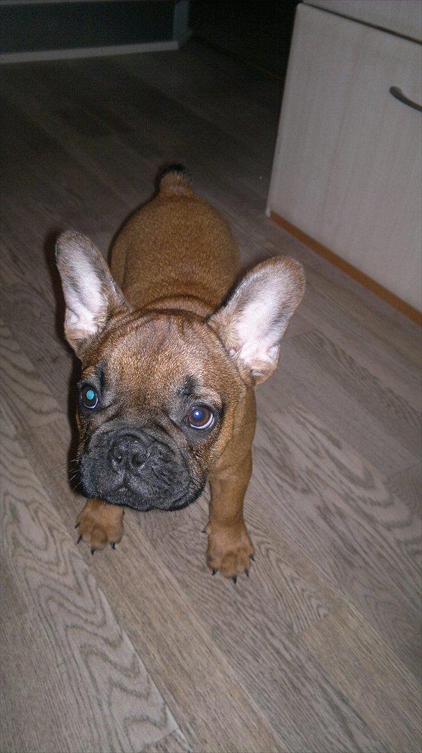 Fransk bulldog Bambus billede 6