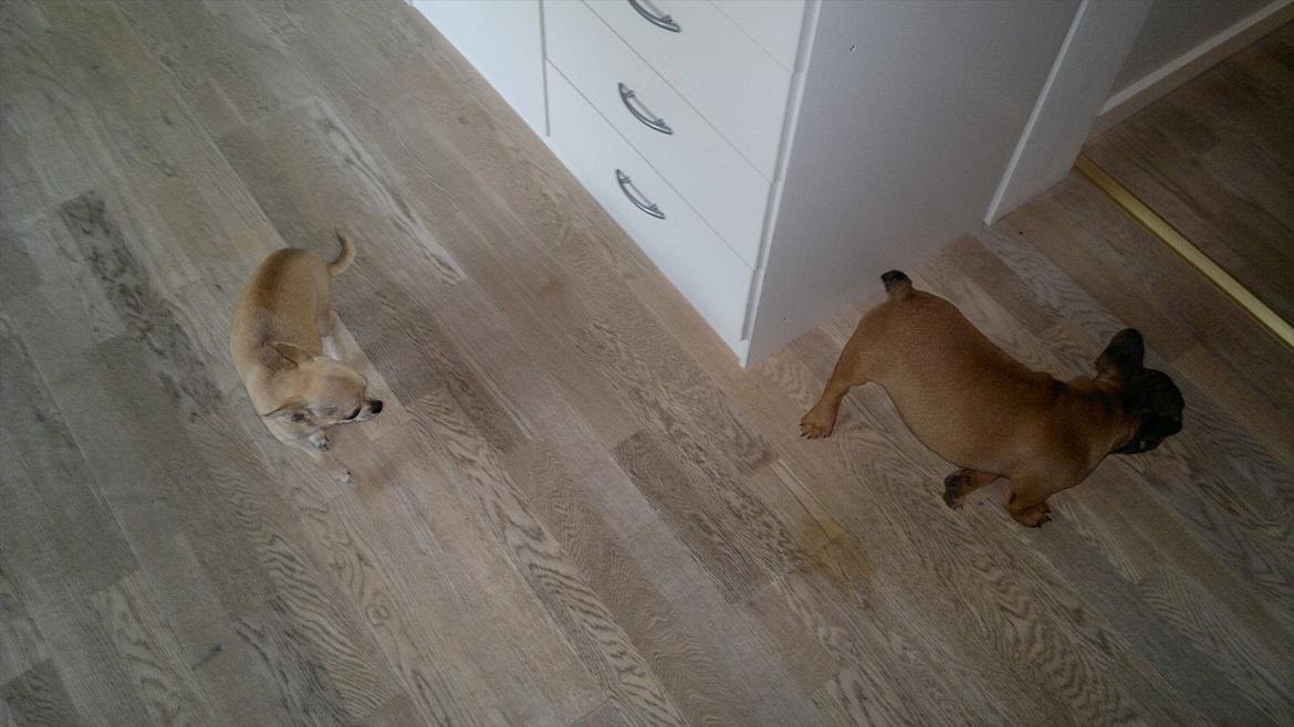 Fransk bulldog Bambus billede 8