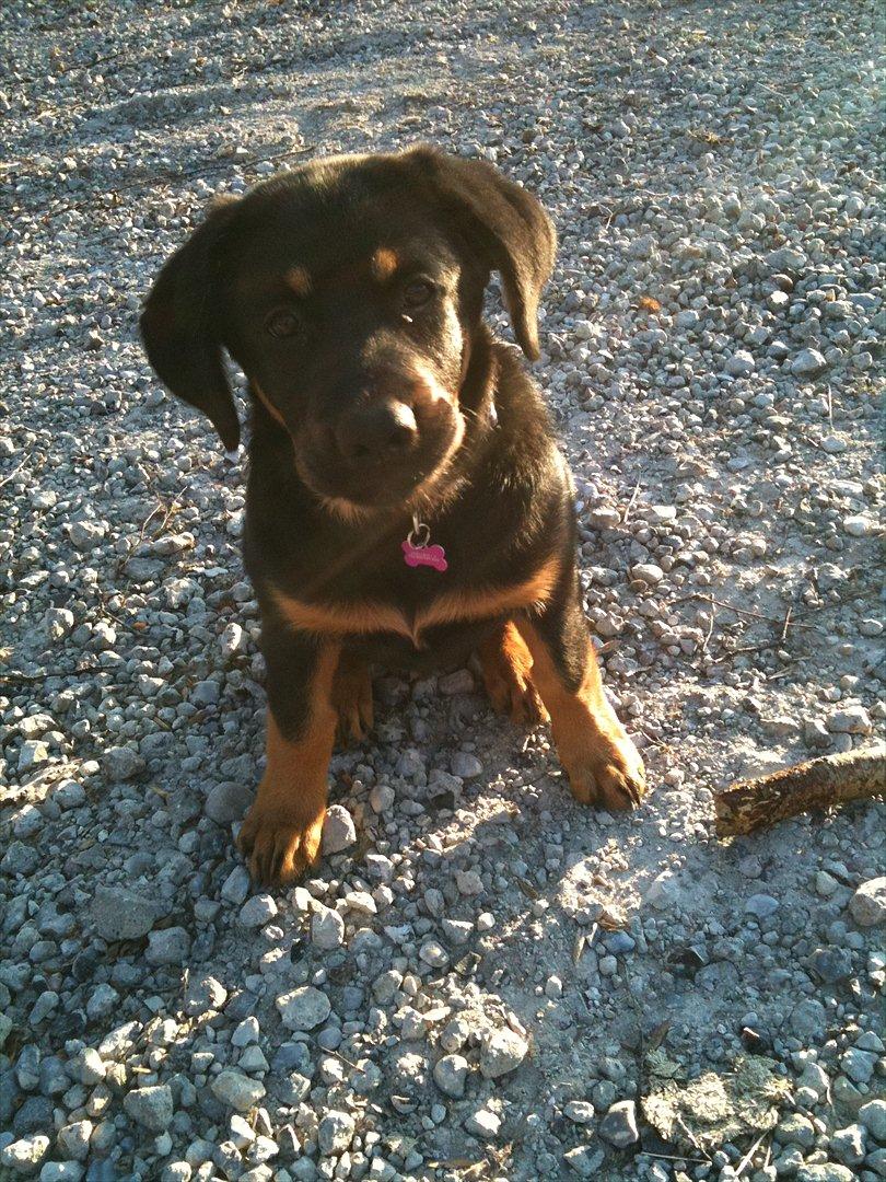 Blanding af racer Mica billede 1