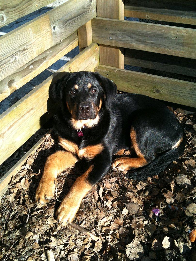 Blanding af racer Mica - slikker sol billede 2