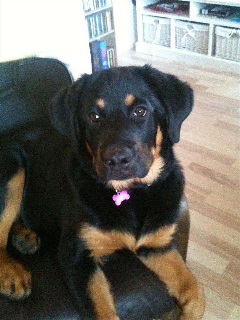 Blanding af racer Mica billede 3